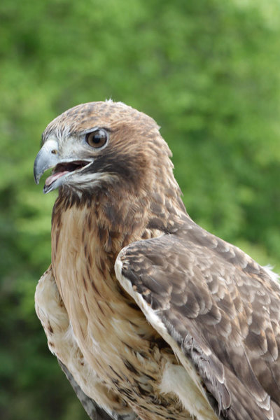 I'm a beautiful Red Tailed Hawk; we're pretty common around the US. I was rescued by the Raptor Conservancy and now live an easy life.